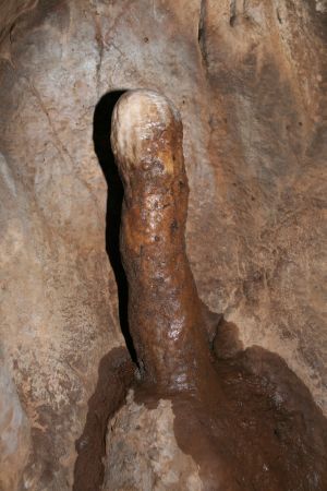 laut John einer der seltenen Phalagtiten der Gegend