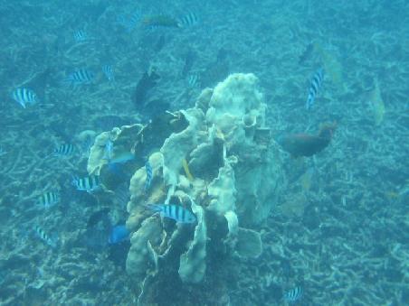 Fische