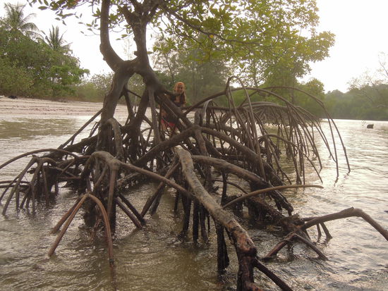 Mangroven Suchbild  - wo bin ich?