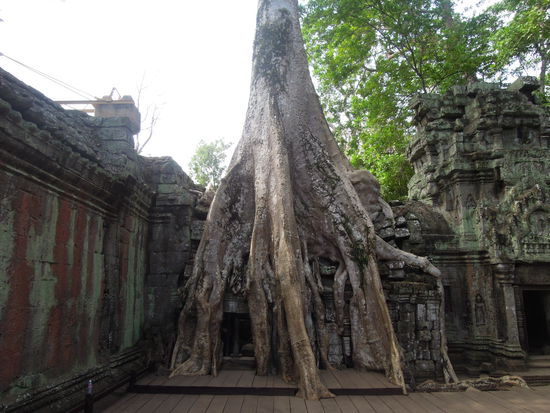 Ta Prohm, Dschungeltempel