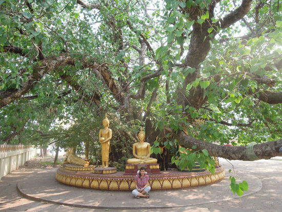 Ich und Buddha meditieren unter einem Bodhibaum 