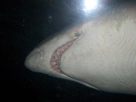 Die gibts hier auch schoen in Strandnaehe