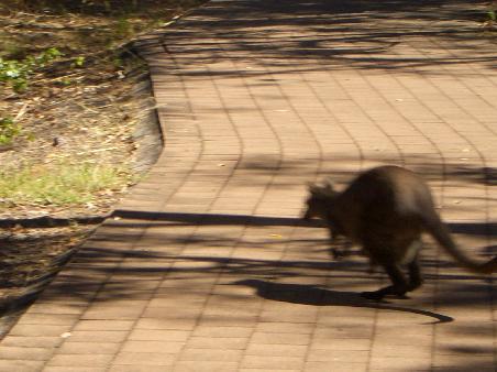Wolabee ...wie auch immer das geschrieben wird...mit Baby
