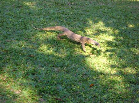 Grosse Echse...lief da so rum...Darwin