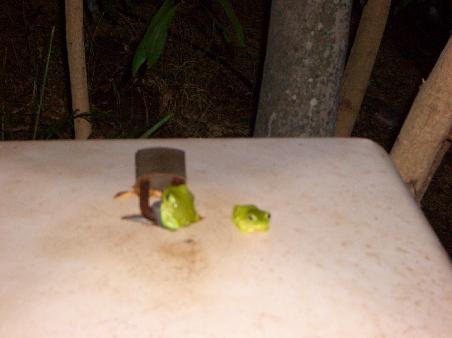 Darwin, neben unserem Van, Froschfamilie im Stromkasten