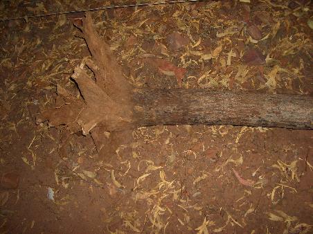 Feuerholz...unser erster geschubster Baum