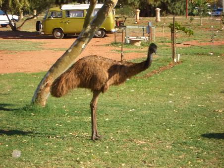 Exmouth ...EMU war neugierig...unser Schlafplatz