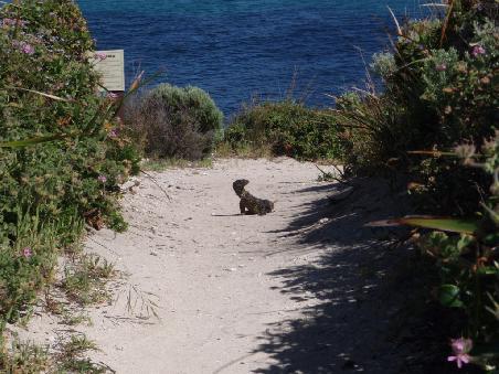 Dicke echse auffem weg down zum Surfspot
