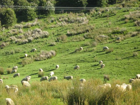 NZ 4 Mil. Einwohner und 40 Mil Schaafe!!!