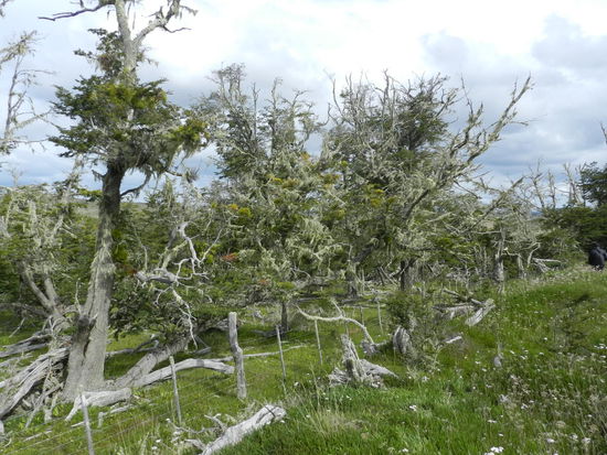 Flechten und Moose an den niedrigen Bäumen entlang der Routa 3