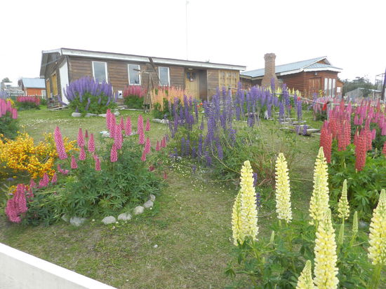 Lupinen blühen in Holhuin