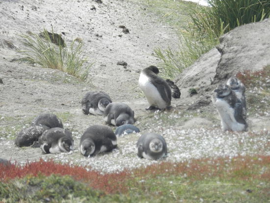 Magellanpinguine in Gipsy´s Cove