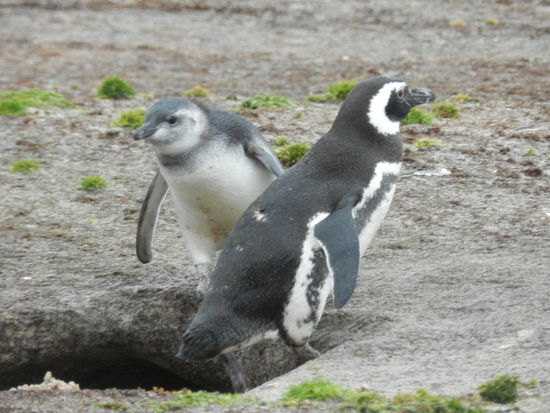 Magellanpinguine am Volunteerspoint