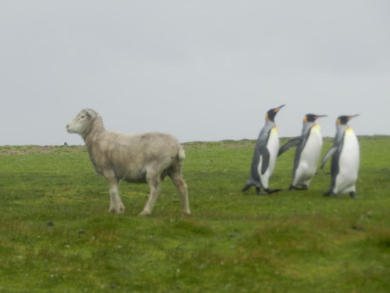 Typischer kann die Tierwelt der Falkland Inseln wohl nicht dargestellt werden - Schaf und Pinguine!