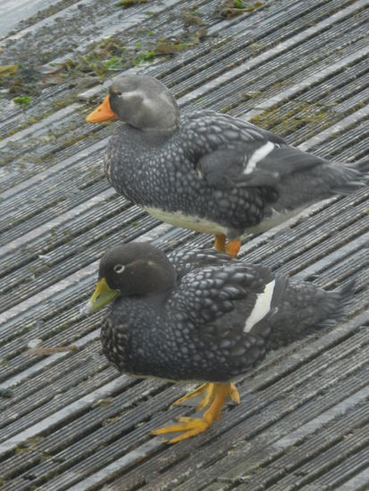 Kelpgänseweibchen im Hafen Port Stanleys