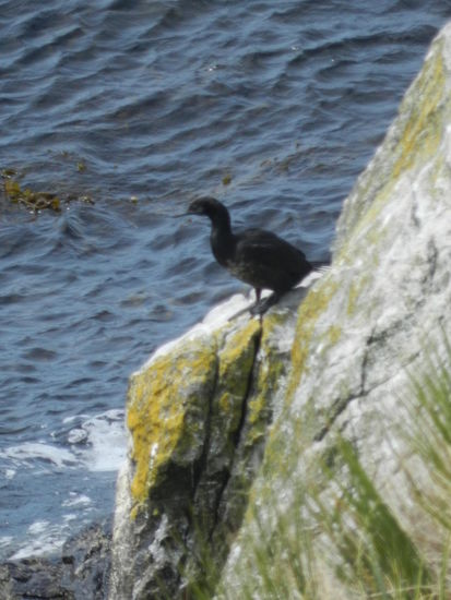 Ein Komoran lauert auf Beute