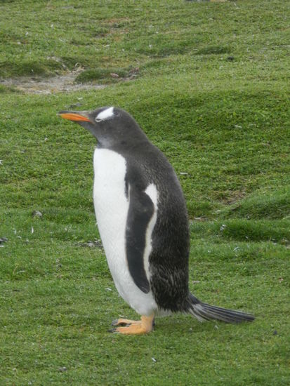 Eselspinguin am Volunteerspoint