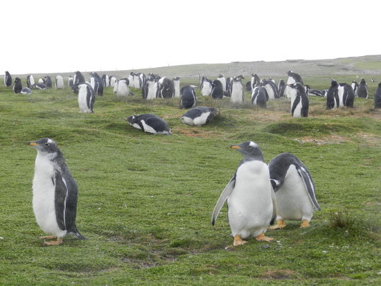Mehrere Eselspinguinkolonien sind über den Volunteerspoint verstreut