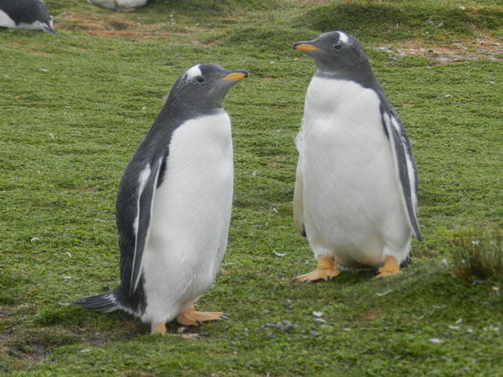 Das sind die besten Motive: zwei sich anschauende Pnguine