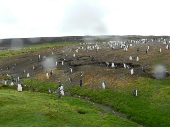 Am Volunteerspoint regnete es heftig, doch den Pinguinen machte das - im Gegensatz zu mir - gar nichts