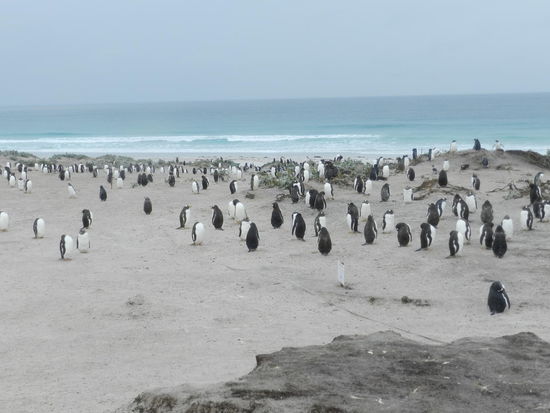 Dicht bevölkert ist der Strand am Volunteerspoint