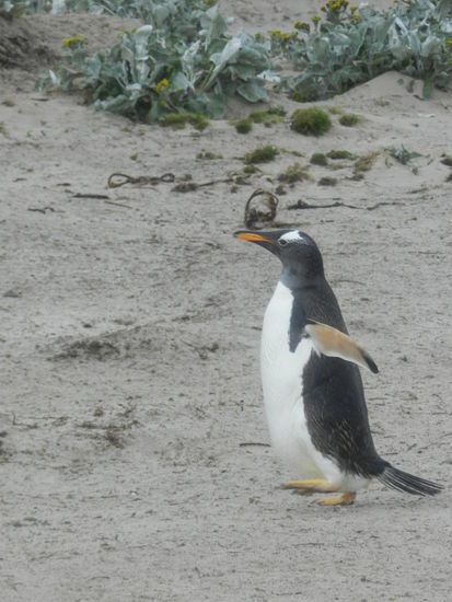 Aus den etwas zurückliegenden Dünen und Wiesen watscheln die Pinguine zum Strand