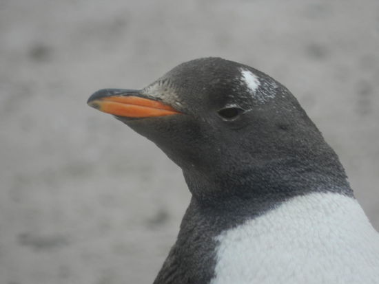 ... bin ich nicht hübsch?