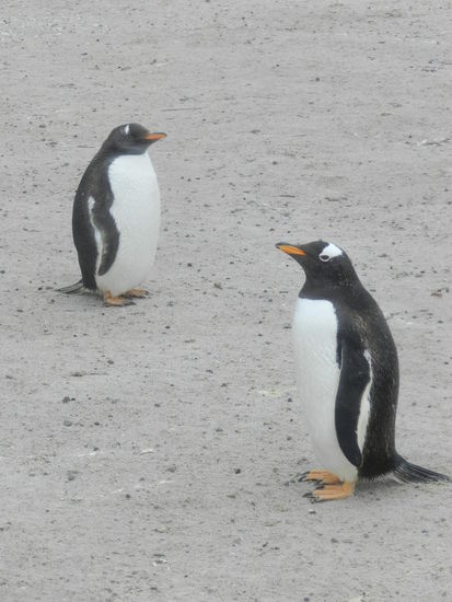 ... quatsch mich nicht blöd an!