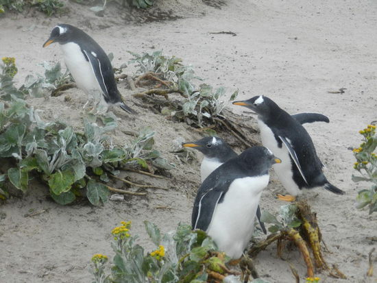 Überall in den Dünen trifft man sie, mal in Gruppen ...