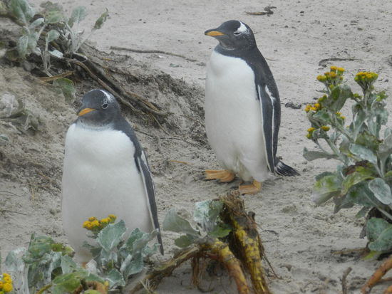 ... und mal als Paar.