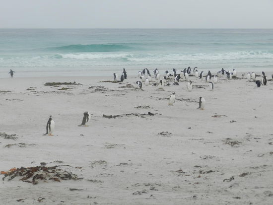 Ob das Wasser wohl zu kalt ist?