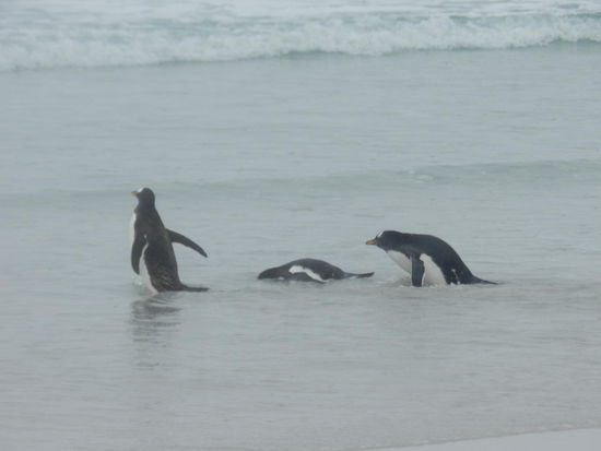 Nein, es ist nicht zu kalt, aber in 100 m Entfernung lauern die Seelöwen ...