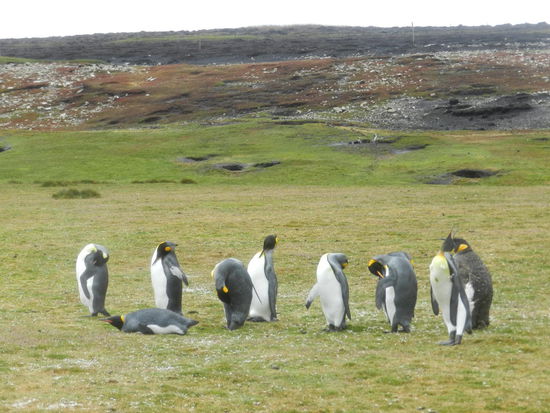 Königspinguinkolonie am Volunteerspoint