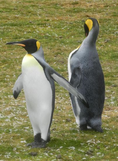 Ein schmuckes Federkleid um Hals und Kopf kennzeichnet die "Könige"