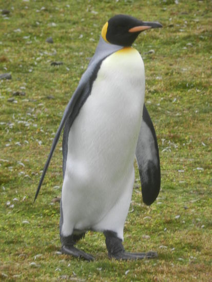 Der "König" schreitet über Land