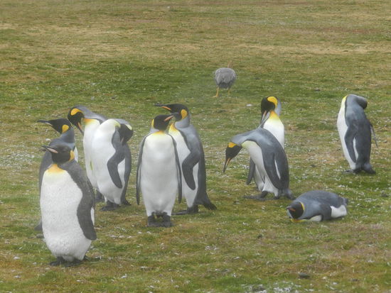 Anders als die beiden anderen Pinguinarten standen die Könige nicht in einer großen Kolonie, sondern in Gruppen von ca. 10 zusammen