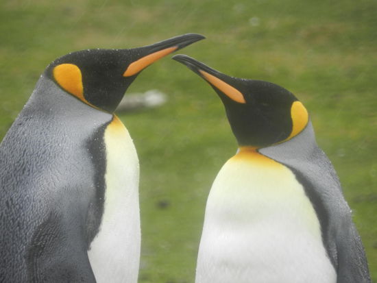 Himmeln die beiden sich nicht nett an?