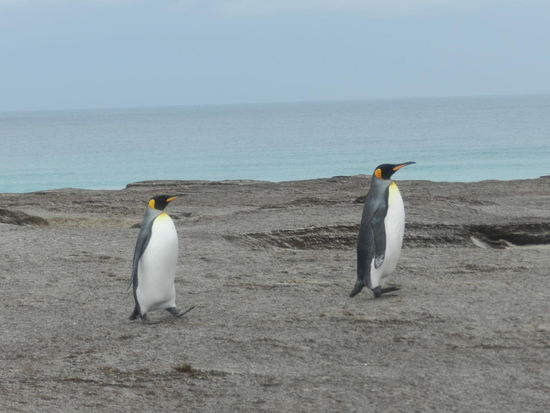 So ein bad im eiskalten Meer ist doch erfrischend!