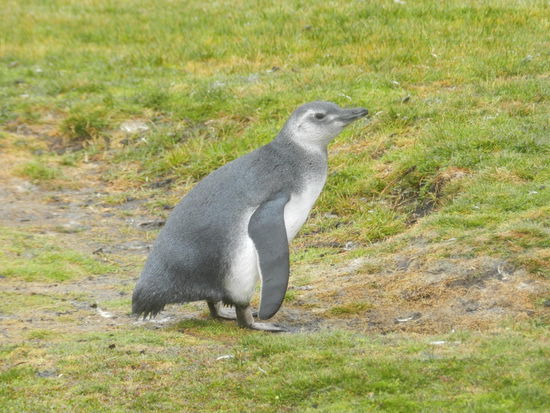 Ein Magellanpinguinjunges, ebenfalls am Volunteerspoint