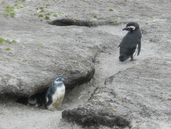 Magellanpinguine brüten in Erdhöhlen, in denen die Jungtiere sich auch verstecken