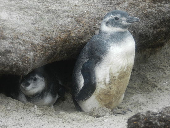 Wann gibt´s wohl wieder Futter?