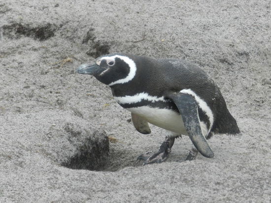 Da kommt die Frau Mama ja schon mit Nahrung