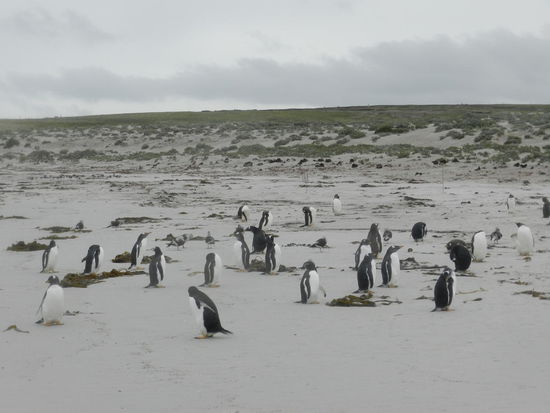 Die Magellankolonie am Volunteerspoint liegt etwas abseits von denen der beiden anderen Arten