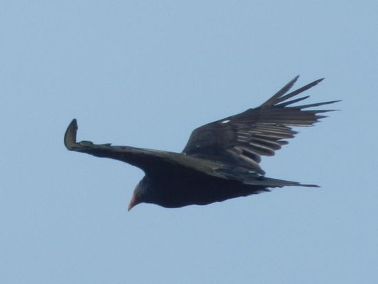 Der Truthahngeier suchte unmittelbar über der Wasserkante nach Futter