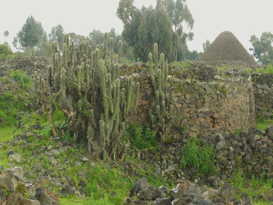 Kakteen wuchern heute über den Ruinen der einstigen Inkastadt