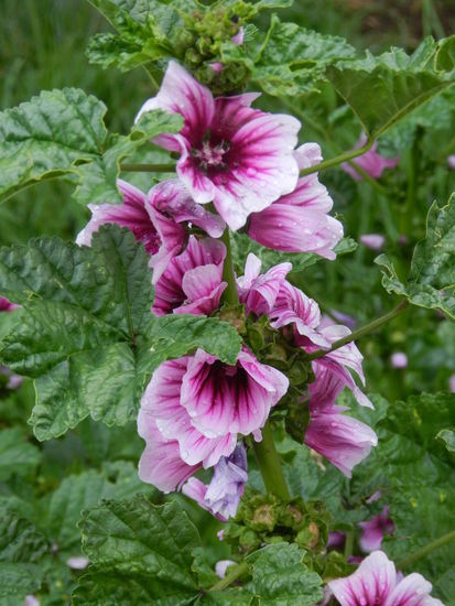Auf der Höhenlage Andahuaylillas wachsen auch wieder Blumen