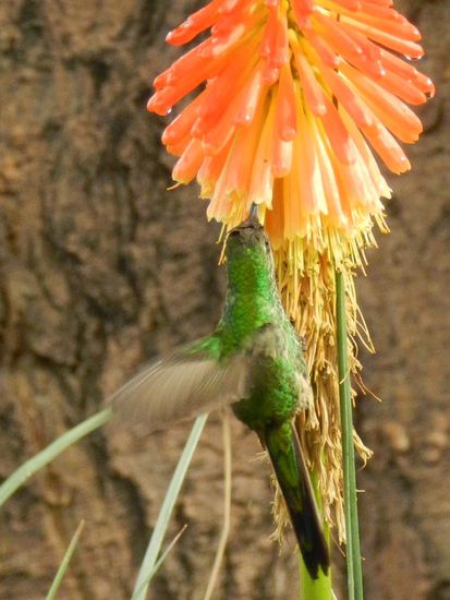 Nie zuvor gelang mir eine derart präzise Aufname eines Kolibris wie hier in Andahuaylillas
