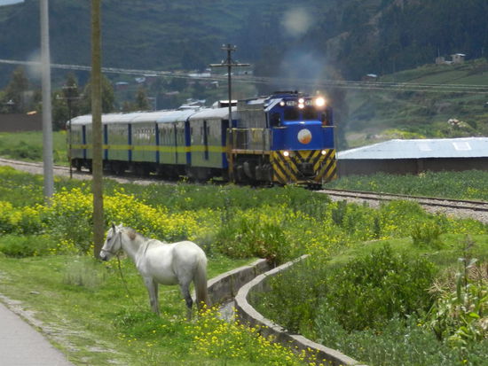 Kurz vor Sicuani begegnete uns der 3 x wöchentlich verkehrende Zug zwischen Cusco und Puno