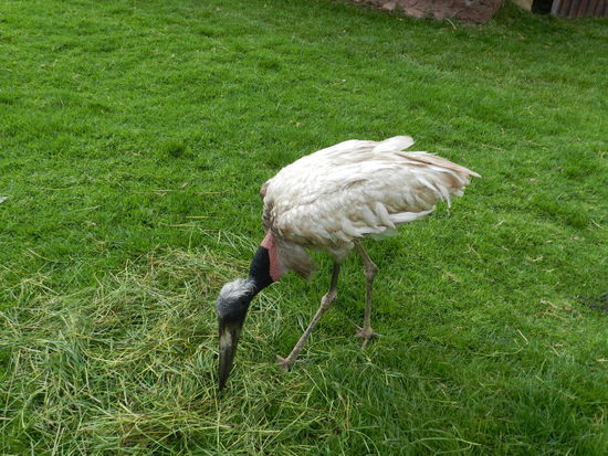 Ein südamerikanischer Storch