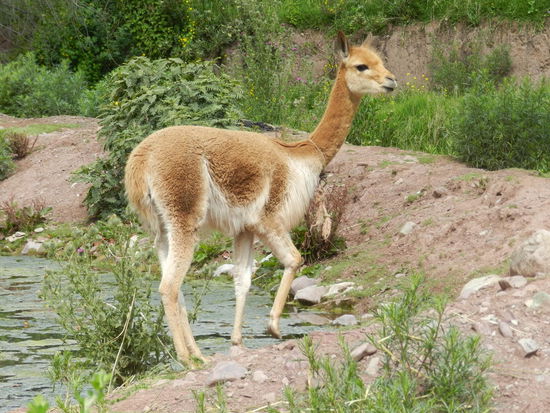 Vikunjas zählen zu den nicht domestizierten südamerikanischen Kamelarten, ihre Wolle ist sehr geschätzt und daher teuer